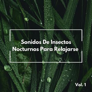 Sonidos De Insectos Nocturnos Para Relajarse Vol. 1 - Ruido y Naturaleza