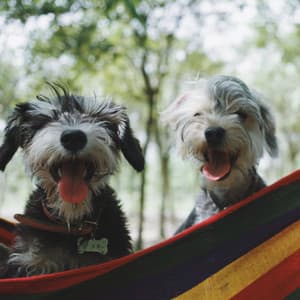 Quintet Jazz - Music for Lovely Hounds - Separation Anxiety Dog Music