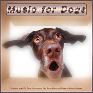 Music for Dogs: Calming Music for Dogs, Background Dog Sleep Music and Sleeping Music for Dogs - Calming Music for Dogs