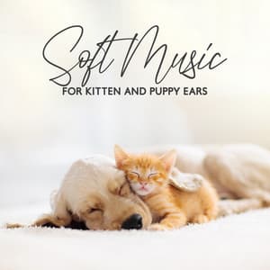 Soft Music for Kitten and Puppy Ears - Pet Relax Academy