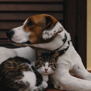 Pet Companionship: Lofi Music for Peaceful Bonding - Aesthetic Music