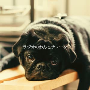 ラジオのわんこチューン - Breakfast Jazz Playlist