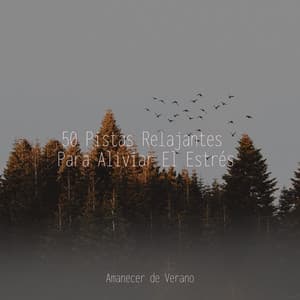 50 Pistas Relajantes Para Aliviar El Estrés - Musica Relajante Specialistas & Musica Relajante