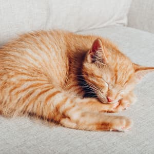 Soothing Catnap: Peaceful Feline Relaxation Melodies - relax tunes
