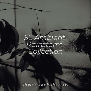 50 Ambient Rainstorm Collection - Ambiente