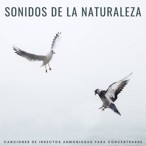 Sonidos De La Naturaleza: Canciones De Insectos Armoniosas Para Concentrarse - Música de la Naturaleza