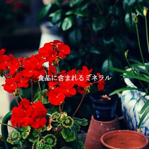食品に含まれるミネラル - Guitar Jazz Relax Playlist