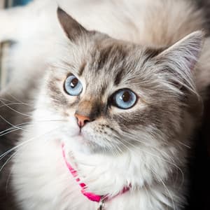 Calming Cat Tunes for Restful Sleep - Binaural Beats Collective