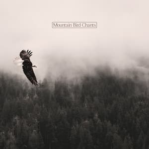 Mountain Bird Chants - Relaxing Sounds of Birds Combined with Instrumental Melodies Will Let You Break Away from Urban Traffic - Bird Sounds