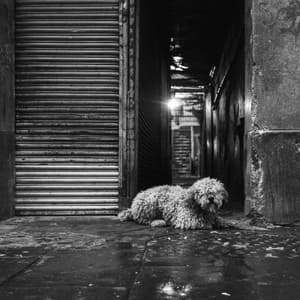 Music for Summertime Puppies - Modish Jazz Quintet - Dog Jazz Sounds