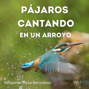 Relajación De La Naturaleza: Pájaros Cantando En Un Arroyo Vol. 1 - Arroyos y niebla