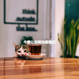 今晚让猫咪治愈我们 - Chill Vibes