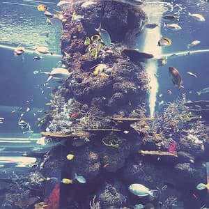 Quiet Music for Transcendental Meditation - ASMR Music - Calm Meditation Music