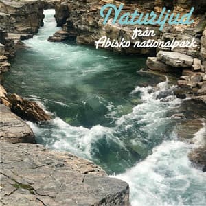 Naturljud från Abisko nationalpark - Naturljud