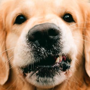 Goldie - Goldroger