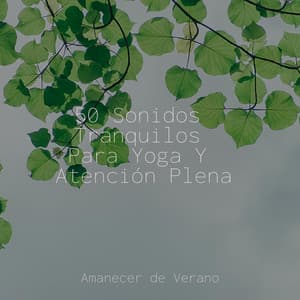 50 Sonidos Tranquilos Para Yoga Y Atención Plena - Saludo al Sol Sonido Relajante