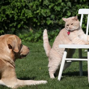 Pets Binaural Melodies: Ambient Nature Playtime Escape - Natures Orchestra