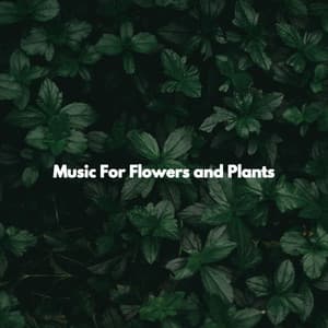 Music For Flowers and Plants - Work & Jazz