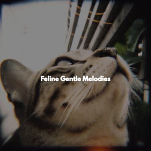 Feline Gentle Melodies - Mellow Sunday Morning Music