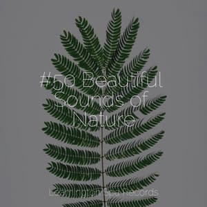 #50 Beautiful Sounds of Nature - Meditation Awareness