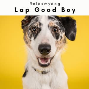 4 Paws: Lap Good Boy - Relaxmydog