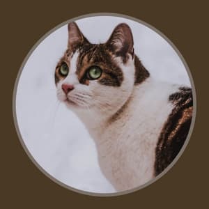 Delightful - Calm Cat Music