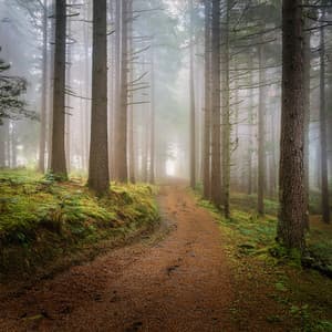 Celestial Sonata: Orchestral Music For The Soul - Bertie Lambert