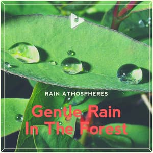 Gentle Rain In The Forest - Rain Sounds ASMR