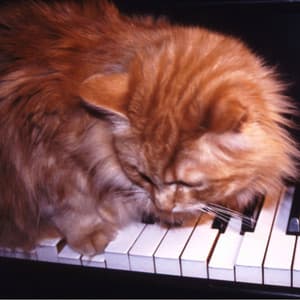 Melodies of Purring Bliss: Piano Tunes for Peaceful Cat Rest - Piano Jazz Paris