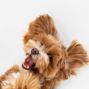 कोमल कुत्ते के सपने: नींद वाले कुत्ते - गहन निद्रा