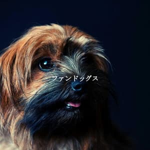 ファンドッグス - Calm Instrumental Jazz