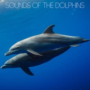 Sounds of the Dolphins - Nature Chillout