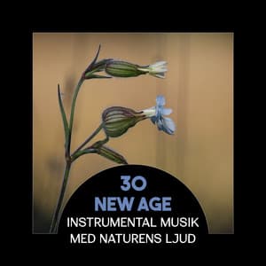 30 New Age: Instrumental musik med naturens ljud – Meditera, Bota sömnlöshet, Träna yoga och lätta på stress med zenmusik - Klubb med hälsosam avkoppling