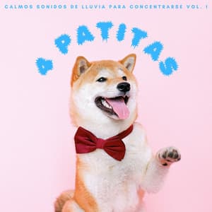 4 Patitas: Calmos Sonidos De Lluvia Para Concentrarse Vol. 1 - Musica relajante dormir
