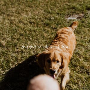 ケイナイン・キュートネス - Jazz for Work