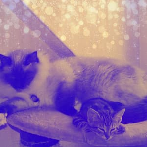 Music for Friendly Cats - Cat Music Relaxation