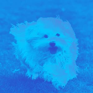 Guitar Jazz - Ambiance for Doggo Relaxing - Calma Música para Perros