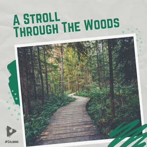 A Stroll Through The Woods - #Calming
