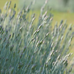 Resting Melodies | Peaceful Sleep - Chakra Meditation Specialists