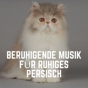 Beruhigende Musik Für Ruhiges Persisch - Katzenmusik