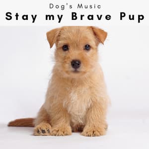 4 D: Stay my Brave Pup - Dog's Music