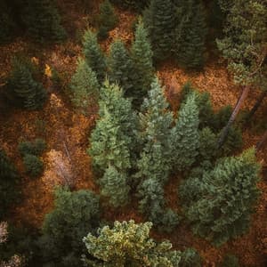 Agradable calmar el sonido del sueño - Ruido Blanco Tranquilo