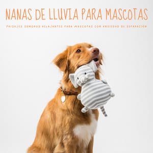 Nanas Lluviosas Para Mascotas: Paisajes Sonoros Relajantes Para Mascotas Con Ansiedad De Separación - Dulces Sueños