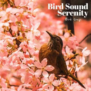 Bird Sound Serenity - Bird Songs