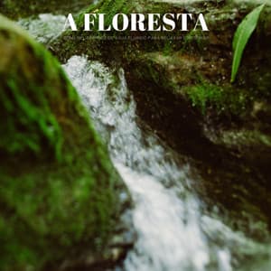 A Floresta: Sons Relaxantes De Água Fluindo Para Relaxar E Respirar - Calma