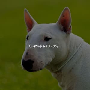 しっぽふりふりメロディー - Cafe Music Deluxe