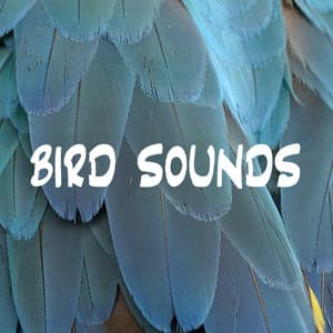Bird Sounds - Nature And Bird Sounds