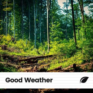 Good Weather - Nature Calm