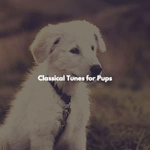 Classical Tunes for Pups - Elevator Music