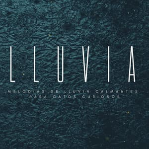 Relájate Felino: Melodías De Lluvia Calmantes Para Gatos Curiosos - Lluvia del Pacifico
